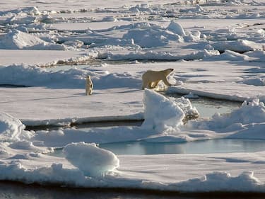 Female polar bear and young cub looking toward the Healy. Alaska, Beaufort Sea, North of Point Barrow. Photographed by Kelley Elliott. Dated 2005. (Photo by: Universal History Archive/Universal Images Group via Getty Images)