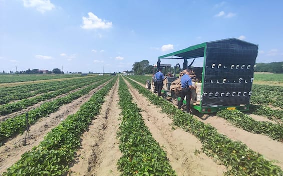 Incidenti sul lavoro, donna muore in azienda agricola nel Ferrarese