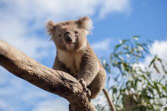 Portrait of Koala sitting on a branch.