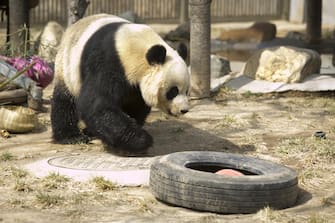 A giant panda takes a bath at Jinan Zoo, Jinan City, east China's Shandong Province, 5 March, 2023. (Photo by ChinaImages/Sipa USA)