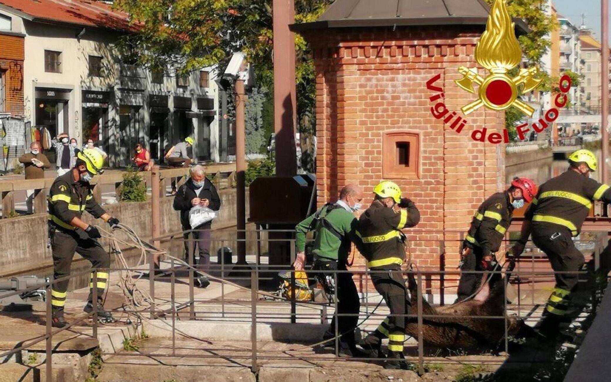 L'intervento dei Vigili del fuoco dopo che un branco di sei cinghiali è finito nel Naviglio fuori città, ha seguito la corrente del canale e si è avventurato fino a Milano, arrivando in Darsena nel cuore della metropoli, 8 ottobre 2020. I Vigili del fuoco hanno catturato due esemplari e hanno dovuto narcotizzarli in attesa dei veterinari.ANSA/ VIGILI DEL FUOCO+++ ANSA PROVIDES ACCESS TO THIS HANDOUT PHOTO TO BE USED SOLELY TO ILLUSTRATE NEWS REPORTING OR COMMENTARY ON THE FACTS OR EVENTS DEPICTED IN THIS IMAGE; NO ARCHIVING; NO LICENSING +++