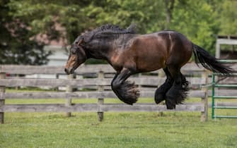 The Comedy Pet Photography Awards 2024
Debby Thomas
Manakin Sabot
United States
Title: I think I saw a mouse!!
Description: This beautiful and athletic gelding loves to try to fly off the ground! This is one of the series of leaps he performs.
Animal: Horse
Location of shot: Virginia, USA