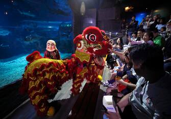 epa11130713 Visitors watch a Lion Dance performance during a special seasonal performance to celebrate the upcoming Chinese Lunar New Year at Sea Life Bangkok Ocean World aquarium in Bangkok, Thailand, 06 February 2024. The Chinese Lunar New Year, also called the Spring Festival, falls on 10 February 2024, marking the start of the Year of the Dragon.  EPA/RUNGROJ YONGRIT