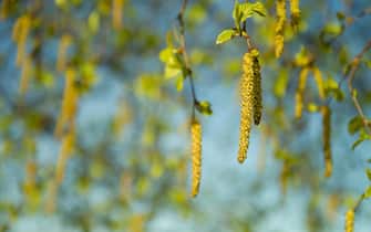 Hanging birch male catkins. Ready to cause pollen allergy symptoms