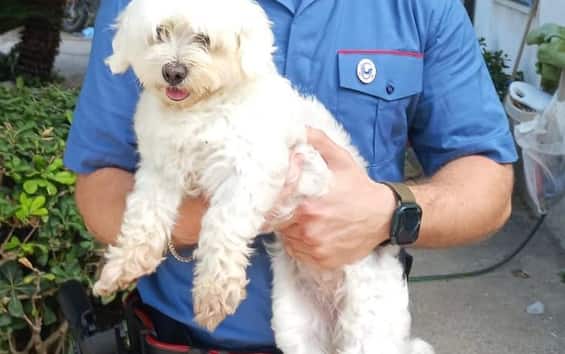 rapisce cane e chiede riscatto arrestato 16enne a giugliano na