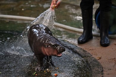 Thailandia, la cucciola di ippopotamo pigmeo Moo Deng diventa virale