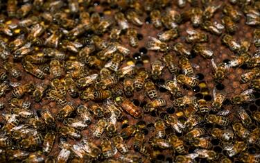 TERRACINA, ITALY - APRIL 20: A general view shows a beehive's frame covered with Italian honey bees (Apis Mellifera Ligustica) at the apiary, on April 20, 2023 in Terracina, Italy. The effects of climate change demand urgent adaptation of all life forms inhabiting the earth.The bee, man and beekeeper are linked by a relationship of coexistence and cooperation that has been going on for many years. On the Italian island of Ponza, a group of beekeepers (AISSA) continue this  millennial alliance, in a selection process of the Italian bee - Apis Mellifera Ligustica - to respond, with the help of science, to this unavoidable question of adaptation of the Italian bee. (Photo by Antonio Masiello/Getty Images)