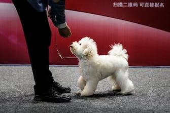 WUHAN, CHINA - SEPTEMBER 27: (CHINA OUT) A man leads a dog during the National General Kennel Club branch Competition on September 27 , 2020 in Wuhan, Hubei province, China. As there have been no recorded cases of community transmission in Wuhan since May, life for residents is returning to normal. (Photo by Getty Images)