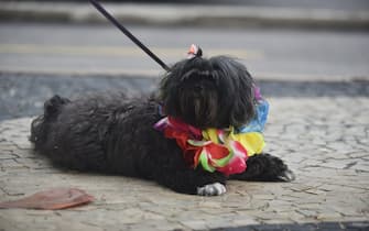 RIO DE JANEIRO, BRAZIL - FEBRUARY 12: A dog, wearing costume, is seen during O Blacao, Carnival of dogs, which pet dogs parade along the seafront of Copacabana for 19 years , in Rio de Janeiro, Brazil on February 12, 2023. Copacabana seafront to be filled with dogs with various costumes. (Photo by Fabio Teixeira/Anadolu Agency via Getty Images)