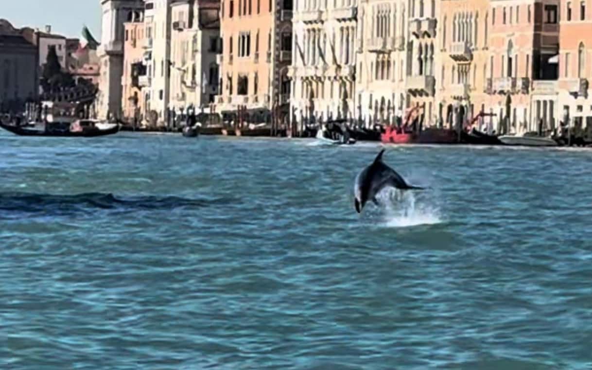 Venezia, delfino avvistato in Laguna. Gli esperti: "Non avvicinatevi" Venezia, delfino avvistato in Laguna. Gli esperti: "Non avvicinatevi"