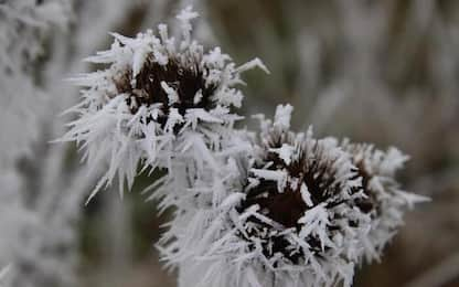 Fiori di ghiaccio per la nebbia che gela, a Castelluccio