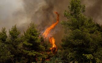fiamme nei boschi in Grecia