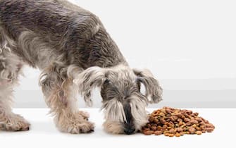 Schnauzer dog eating kibble with white background
