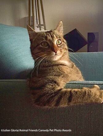 Le foto dei 40 finalisti all'Animal Friends Comedy Pet Photo Awards