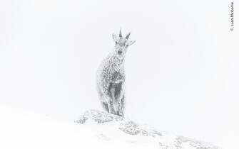 wildlife phographer of the year 2023