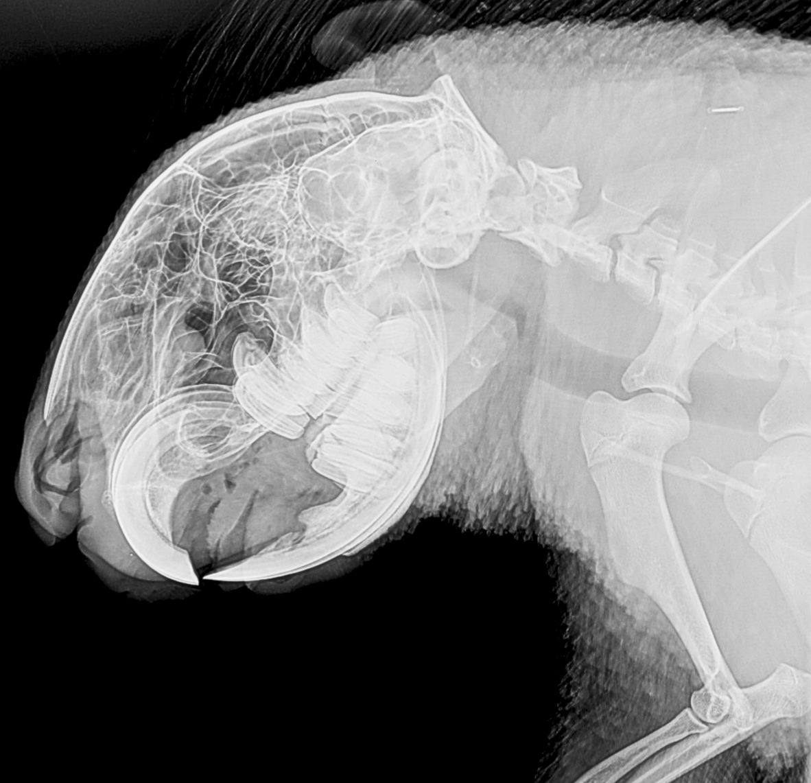 London Zoo’s veterinary team have dug into their archives to share a new series of amazing x-ray images - taken while caring for the conservation zoo’s 14,000 animals.
The striking images, shared ahead of the zoo’s half-term visitor event, Vets in Action (Saturday 11 – Sunday 19 February), show the sheer variety of work undertaken by the expert team over the past decade; from caring for Critically Endangered big-headed turtles and mountain chicken frogs to pygmy slow loris and Humboldt penguin chicks, the images reveal how their patients range far beyond the usual cats and dogs.
London Zoo’s pioneering veterinary team have been integral to the iconic zoo’s science-led conservation work since the on-site clinic officially opened in 1955; the team works with zookeepers to carry out regular health checks on all London Zoo’s animals, helping to protect almost 400 species, from Critically Endangered Western lowland gorillas, to Sumatran tigers.
The fascinating images have been shared ahead of the conservation zoo’s award-winning Vets in Action event (Saturday 11 – Sunday 19 February), where kids can join the vet team at London Zoo for a packed week of immersive family activities celebrating their incredible work.

-PICTURED: Animal x-rays
-LOCATION: London UK
-DATE: 8 Feb 2023
-CREDIT: ZSL London Zoo/Cover Images/INSTARimages.com