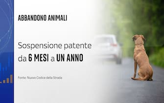 L'abbandono di animali