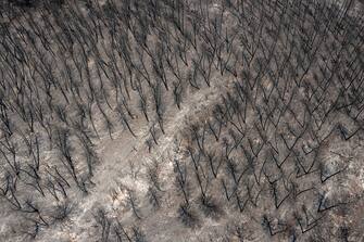 Burnt trees in a forest area following a wildfire near the village of Avantas, Alexandroupolis, Greece, on Monday, Aug. 28, 2023. With more than 72,000 hectares burnt, the Alexandroupolis wildfire in Evros is the largest on record in the EU. Photographer: Konstantinos Tsakalidis/Bloomberg via Getty Images