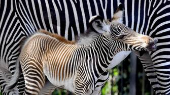 Fiocco rosa al Bioparco di Roma: è nata una femmina di zebra di Grevy, specie che rischia di scomparire dal Pianeta, in una immagine diffusa il 7 settembre 2023. Il parto è avvenuto nella notte tra il 2 e il 3 settembre. ANSA/ MASSIMILIANO DI GIOVANNI - UFFICIO STAMPA BIOPARCO DI ROMA ++HO - NO SALES EDITORIAL USE ONLY ++ NPK ++