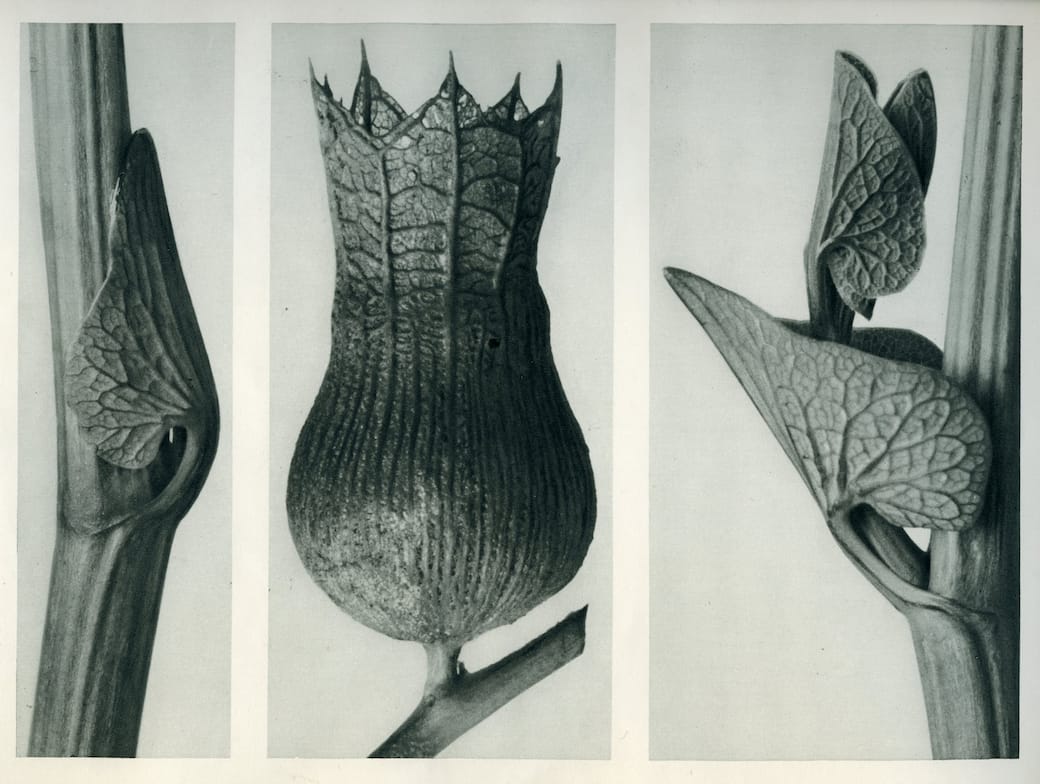 Karl_Blossfeldt_Courtesy_Karl_Blossfeldt_Archiv_Stiftung_Ann_und_Jürgen_Wilde_Pinakothek_der_Moderne_München.jpg