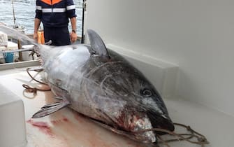 Sono tornati nel golfo Tigullio i grandi tonni. Un magnifico esemplare di tonno rosso del peso di 250 kg e' finito nelle reti del peschereccio "Faccetta" di Monterosso al Mare impegnato in una battuta di pesca al largo di Sestri Levante. Il tonno è stato acquistato da un grossista che lo ha tagliato a tranche e ha rifornito le pescherie del Tigullio. Il prezzo del tonno rosso si aggira intorno ai 30 euro al kg.
ANSA/FRANCO PO