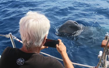 Il gruppo di capodogli avvistato dai ricercatori di Tethys, al largo di Portosole, a Sanremo, in una foto diffusa l'8 giugno 2023. Tra loro c'e' anche una femmina con la coda mancante di un pezzo.
ANSA/ US/ ISTITUTO DI RICERCA TETHYS
+++ ANSA PROVIDES ACCESS TO THIS HANDOUT PHOTO TO BE USED SOLELY TO ILLUSTRATE NEWS REPORTING OR COMMENTARY ON THE FACTS OR EVENTS DEPICTED IN THIS IMAGE; NO ARCHIVING; NO LICENSING +++ NPK +++