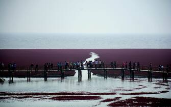 Breathtaking Panjin Red Beach in NE China