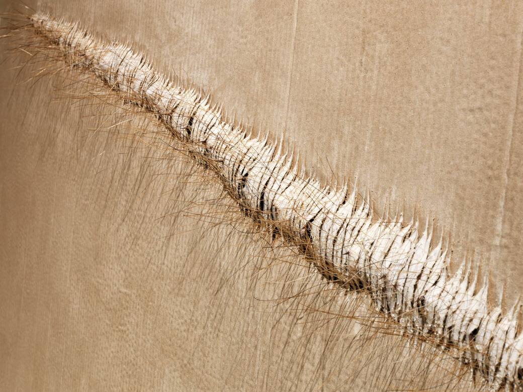 Francesca Macina, Vertebrate IV, 2019, carta su cartone, crini, spine di acacia, cm 120x80 cm. Ph © Marino Colucci