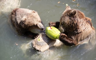 Bioparco, cibo fresco per gli animali contro il caldo