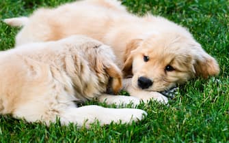 Two 8 week old Golden Retriever puppies lying in the grass.