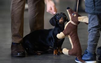 epa10957333 A dog looks on a dog toy during the International Dog Show 2023 at the Poznan International Fair in Poznan, Poland, 04 November 2023. Dog lovers and enthusiasts, during the three day event, can enjoy showcasing 250 dog breeds and also explore stands presenting numerous accessories for dogs.  EPA/JAKUB KACZMARCZYK POLAND OUT