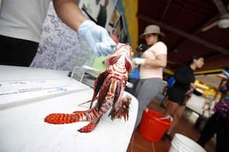 epa07027397 A person weighs and measures a lionfish, whose scientific name is 'Pterois antennata', during a fishing tournament held in the Caribbean town of Portobelo, 90km north of Panama City, Panama, 16 September 2018 (issued 17 September 2018). Lionfish (Pterois) ae venomous fish that feed on various preys of small fish and invertebrates, with few known natural predators. The so-called 'pirate of the Caribbean' because it is decimating the population of hundreds of species in the waters of this sea. Lionfish is one of the most complex environmental challenges of recent years and fishing tournaments have become a fun solution to combat it.  EPA/CARLOS LEMOS