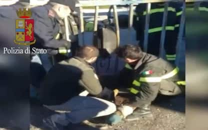 Capriolo imprigionato in un cancello liberato dalla polizia: il video