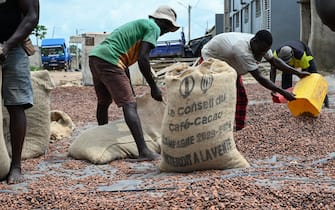 Workers collect dry cocoa beans in front of the store of a cocoa cooperative in the village of Hermankono on November 14, 2023. Unusually heavy rains in Ivory Coast have lowered substantially the production of cocoa expected from farms. Ivory Coast supplies around 40% of the world's cocoa and the country has suspended temporarily the sale of export contracts. As a result, cocoa prices are breaking records on the financial markets. (Photo by Sia KAMBOU / AFP) (Photo by SIA KAMBOU/AFP via Getty Images)