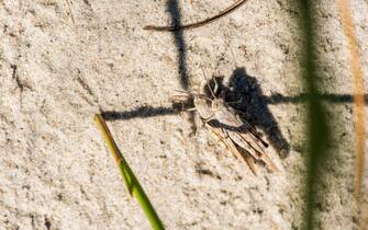 A pair of grasshoppers are perfectly camouflaged to blend in with the sand.