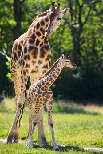 GERMANY ANIMALS GIRRAFE BERLIN TIERPARK ZOO