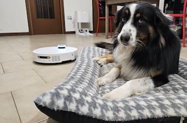 Amico dei pet