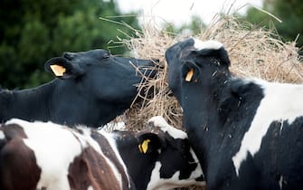 NO FRANCE - NO SWITZERLAND: Italian milk farmer Giacomobono , wearing a face mask, works by his cows in his farm on April  18, 2020 in the countryside of Cerveteri near Roma , during the country s lockdown following the COVID-19 new coronavirus pandemic