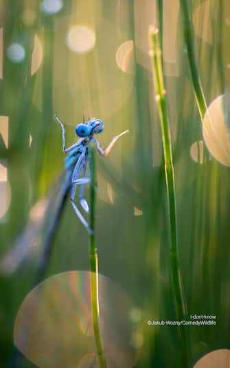 The Comedy Wildlife Photography Awards 2023
Jakub Wozny
Warta
Poland

Title: I don't know
Description: I took this photo during a beautiful sunrise. The dragonfly was sitting on a horsetail surrounded by dew, and cleaning itself
Animal: dragonfly
Location of shot: a small lake near the town