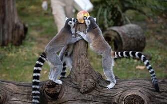 Bioparco, cibo fresco per gli animali contro il caldo