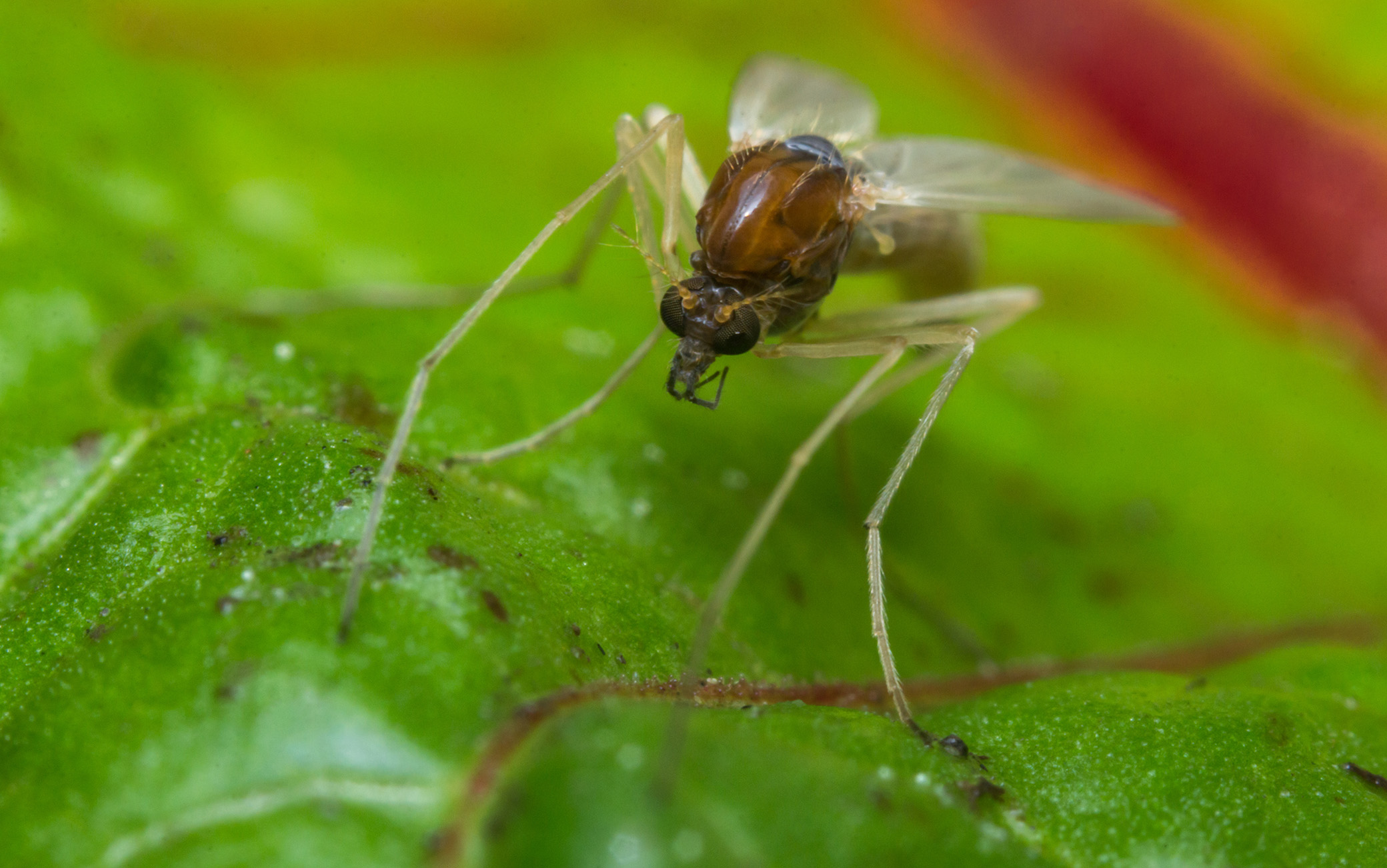 Close up macro of small sand fly gnat on green leaf