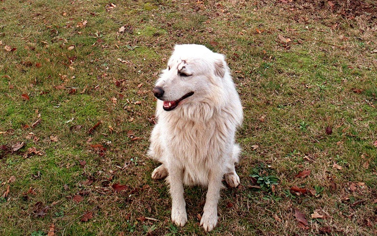 19990109- APRILIA (LATINA) CANE VEGLIA PADRONE AL CIMITERO - Il pastore maremmano  ''Orzo'' ripreso nel cimitero di Aprilia dove da alcuni giorni sosta davanti al luogo dove il suo padrone e' stato seppellito. Da oggi il cane e' stato adottato dal comune di Aprilia. DEL CASTILLO /ANSA/JI