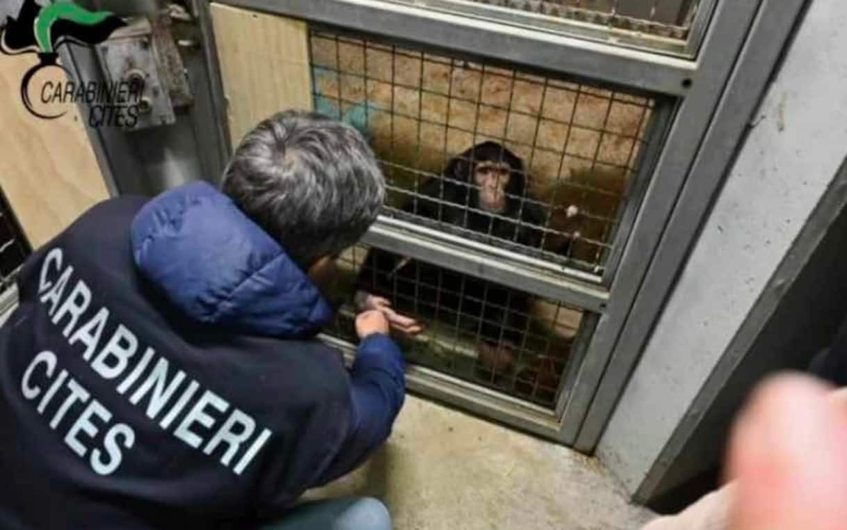 scimpanz233 detenuto illegalmente in casa nel siracusano sequestrato