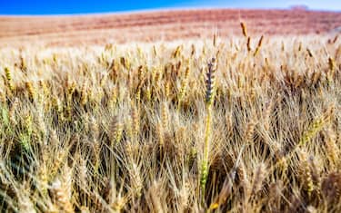 Gold wheat field and blue sky