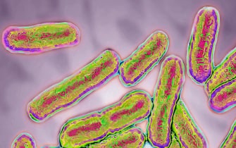 salmonella sintomi