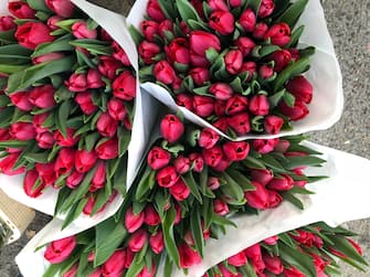 Tulips for sale at the Lindengracht Market, Amsterdam