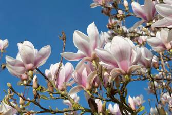 An established flowering Magnolia x soulangeanna tree in spring