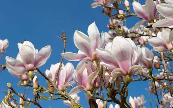 Buongiorno 20 Marzo Equinozio Di Primavera Equinozio di primavera 2024 | significato | tradizione e misteri