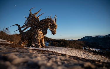 A view shows the "Vaia Dragon", a sculpture made by Italian artist Marco Martalar in Lavarone near Trento, Alps Region, Northeastern Italy, on December 13, 2021. - Venetian artist Marco Martalar creates his works from wooden debris of the Vaia windstorm that hit the Veneto region in October 2018, destroying thousands of hectares of forest, shattering the Italian forest system. The artist goes to the affected places to search and collect pieces of roots without any use of tools, only with his bare hands. The sculpture of the "Drago Vaia" represents the fury of nature that has struck these areas. - RESTRICTED TO EDITORIAL USE - MANDATORY MENTION OF THE ARTIST UPON PUBLICATION - TO ILLUSTRATE THE EVENT AS SPECIFIED IN THE CAPTION (Photo by MARCO BERTORELLO / AFP) / RESTRICTED TO EDITORIAL USE - MANDATORY MENTION OF THE ARTIST UPON PUBLICATION - TO ILLUSTRATE THE EVENT AS SPECIFIED IN THE CAPTION / RESTRICTED TO EDITORIAL USE - MANDATORY MENTION OF THE ARTIST UPON PUBLICATION - TO ILLUSTRATE THE EVENT AS SPECIFIED IN THE CAPTION (Photo by MARCO BERTORELLO/AFP via Getty Images)