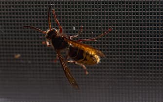 Close-up view of Asian hornet (Vespa velutina) on a window screen net